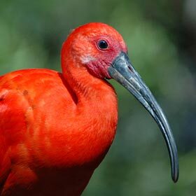 The scarlet ibis owes its color to crustaceans.