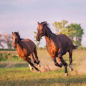 Racehorses reach top speeds of 37.25 mph (60 km/h).