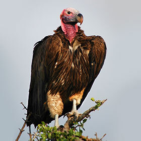 The lappet-faced vulture is an effective hunter.