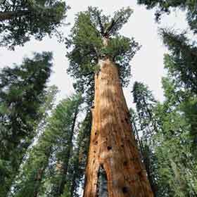 Avec son tronc de 1487 m³ (52 513 pi³), le séquoia baptisé General Sherman est l’arbre à un seul tronc le plus imposant du monde.