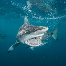 La mâchoire de la majorité des requins est indépendante du crâne.