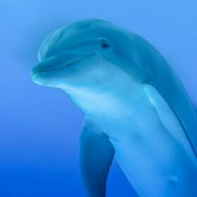 The dolphin hears ultrasound with its jaw.
