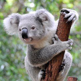 Koalas live in Australia’s eucalyptus forests.