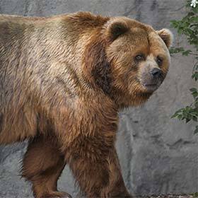 La deuxième plus grande île des États-Unis abrite une population d’ours Kodiak.