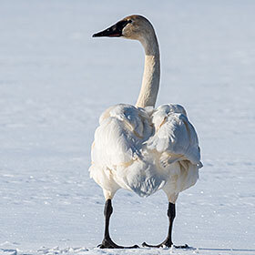 The whistling swan is the bird with the most feathers.