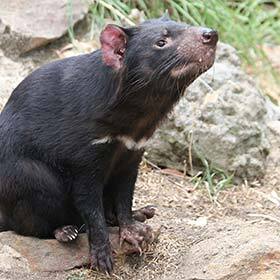 The island of Tasmania, in southeastern Australia, is home to a large population of devils.