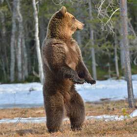 A bear mainly uses its eyes to hunt—it stands up to see farther.