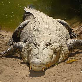 Saltwater crocodiles sometimes catch kangaroos.