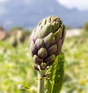 The artichoke produces small yellow flowers.