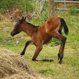 L’espérance de vie d’un cheval est d’environ 15 ans.
