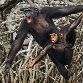 Bonobos have the same social organization as chimpanzees.
