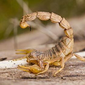 Scorpions are not afraid of each other.
