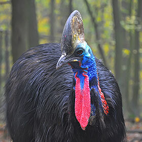The cassowary can be extremely dangerous.