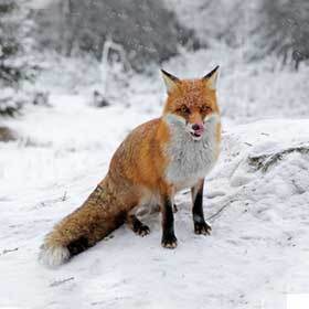 The pupils of the fox retract in vertical slits, like those of the felines.