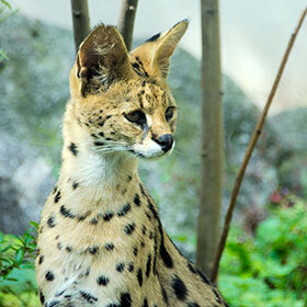 Servals hunt in extremely organized groups.