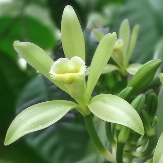L’Indonésie et Madagascar sont les pays qui produisent le plus de vanille, un ingrédient clé de la crème glacée.