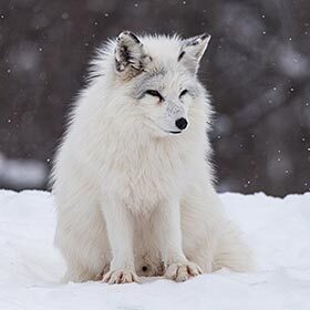 Le renard polaire change de couleur.