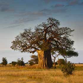 Baobabs grow in the semi-desert regions of Australia.