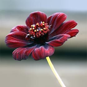 Cosmos atrosanguineus dégage une odeur de chocolat.