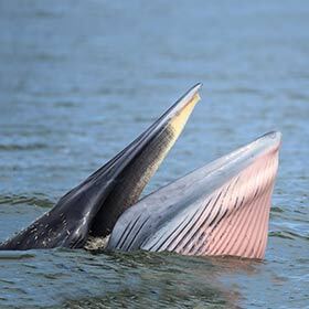 When their blowhole is blocked, whales can breathe through their mouth.