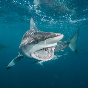 The tiger shark feeds almost exclusively on seals.