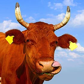 There is 1.3 billion head of cattle worldwide.