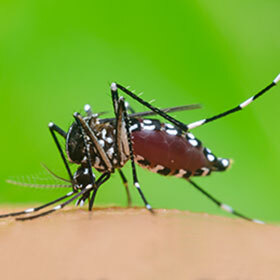 Mosquito saliva contains an anticoagulant.