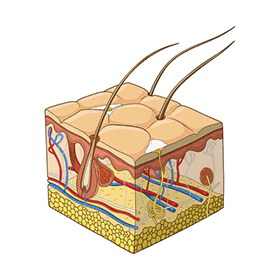 The dermis is the first of the three layers of the skin.