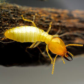 Les insectes n’ont pas de poumons.