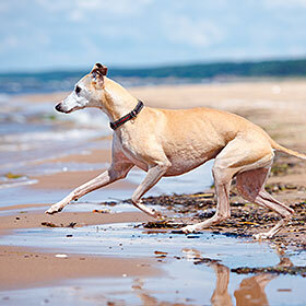 Greyhounds can run at speeds of 45 mph (72.5 km/h).