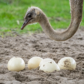 An ostrich egg is equivalent to 30 chicken eggs.