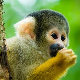 Squirrel monkeys live in groups of up to 500 individuals.