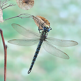 The organs of the dragonfly float in its body.