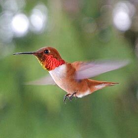 The hummingbird’s heart beats slowly.