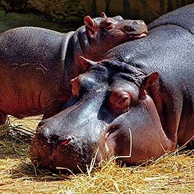 L’hippopotame sécrète sa lotion solaire.