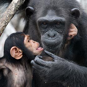 Young chimpanzees stay with their mothers until the age of three.