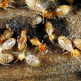 Certains nids de termites atteignent 5 m (16,5 pi) de hauteur.