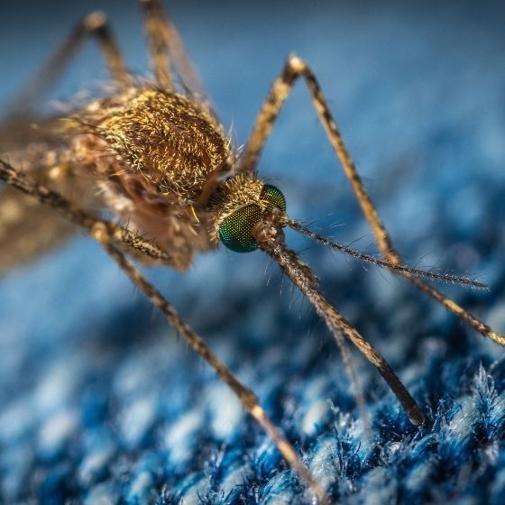 Les moustiques peuvent transmettre le sida.