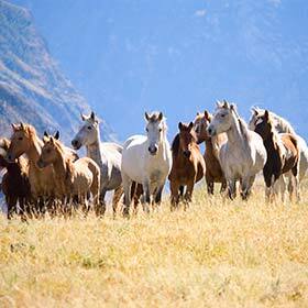 Il y aurait 58 millions de chevaux dans le monde.