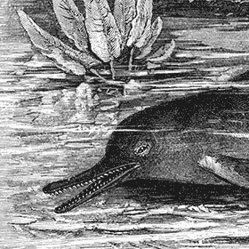 The South Asian river dolphin (Ganges river dolphin or bhulan) was last seen in 1927.