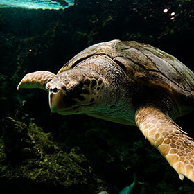 Unlike tortoises, sea turtles cannot retract their heads into their shell.