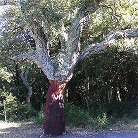 The majority of cork oak forests are found in Indonesia.