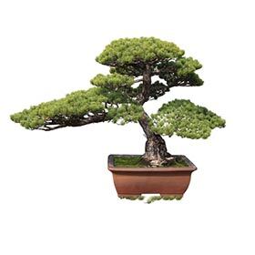En japonais, le mot bonsaï signifie « arbre divin ».