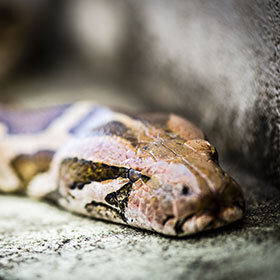 Le python réticulé représente une véritable menace pour les singes.