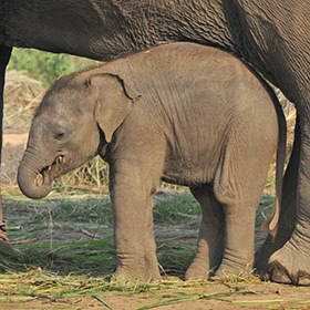 La durée de la grossesse chez les éléphants est de 12 mois.