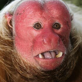 The uakari turns red in the face when it feels sick.