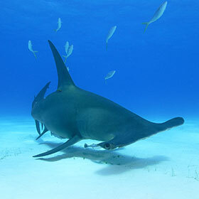 The hammerhead shark defends its territory against other hammerheads.