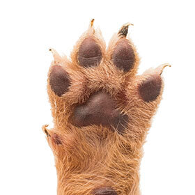 Dogs have sweat glands in their paw pads.