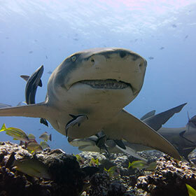 No land animal has a cartilaginous skeleton like sharks.