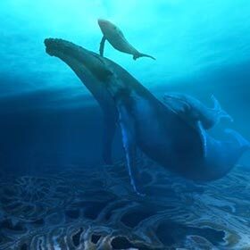 The gestation of the whale is longer than that of the elephant.